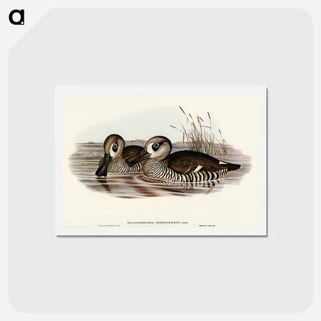 アートポストカード-Membranaceous Duck
 - オーストラリアの鳥 Postcard.