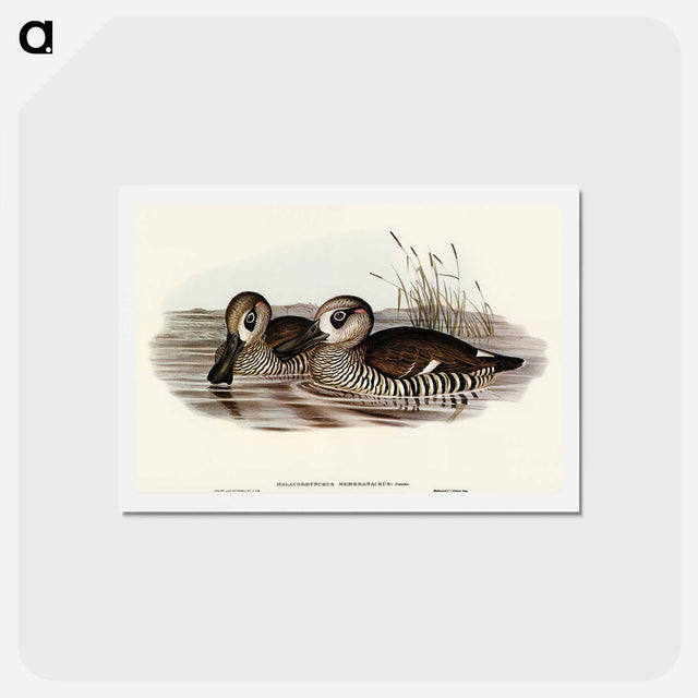 アートポストカード-Membranaceous Duck
 - オーストラリアの鳥 Postcard.