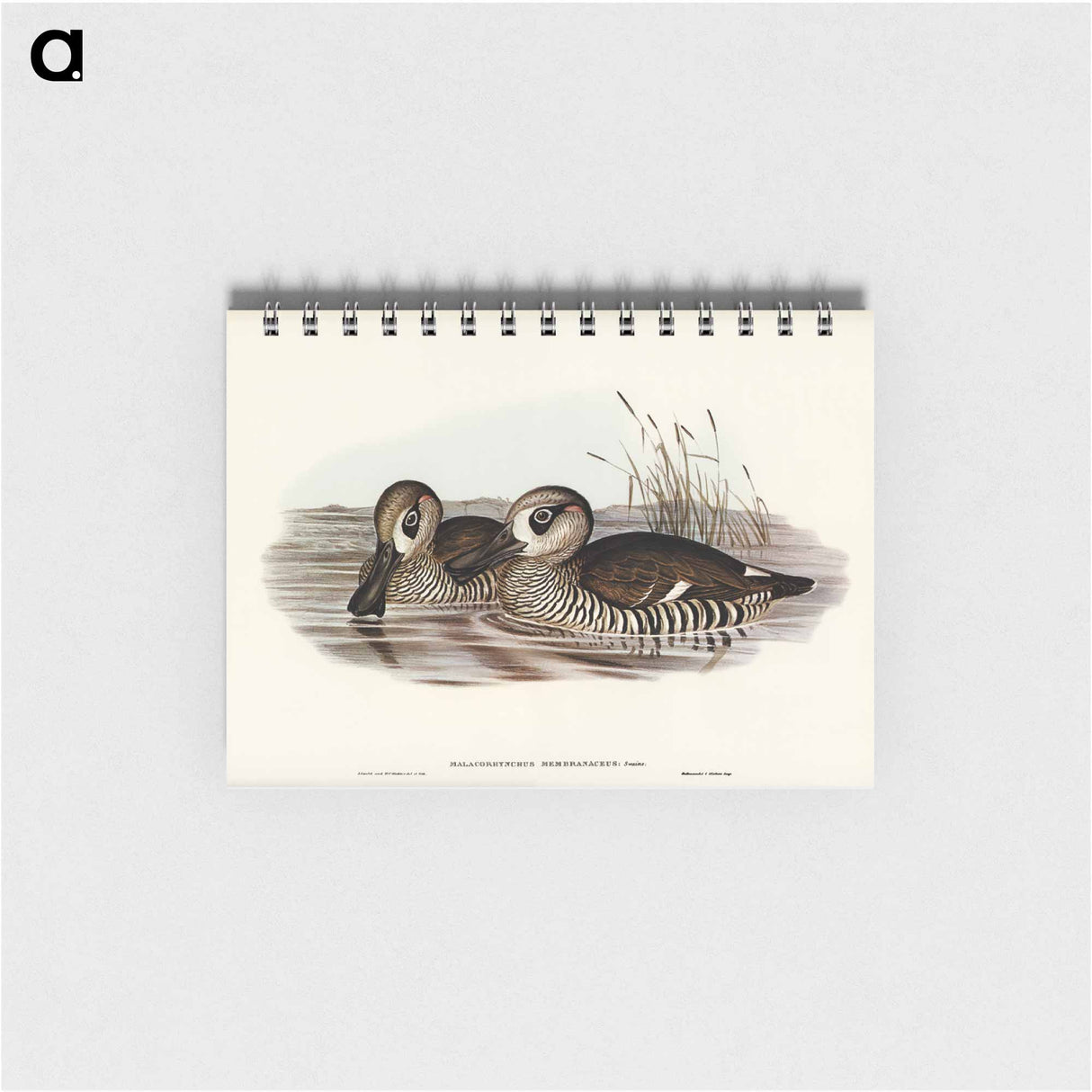 アートメモ帳-Membranaceous Duck
 - オーストラリアの鳥 Memo.