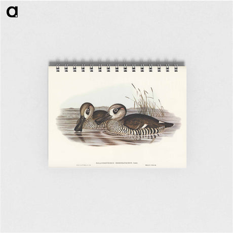 アートメモ帳-Membranaceous Duck
 - オーストラリアの鳥 Memo.
