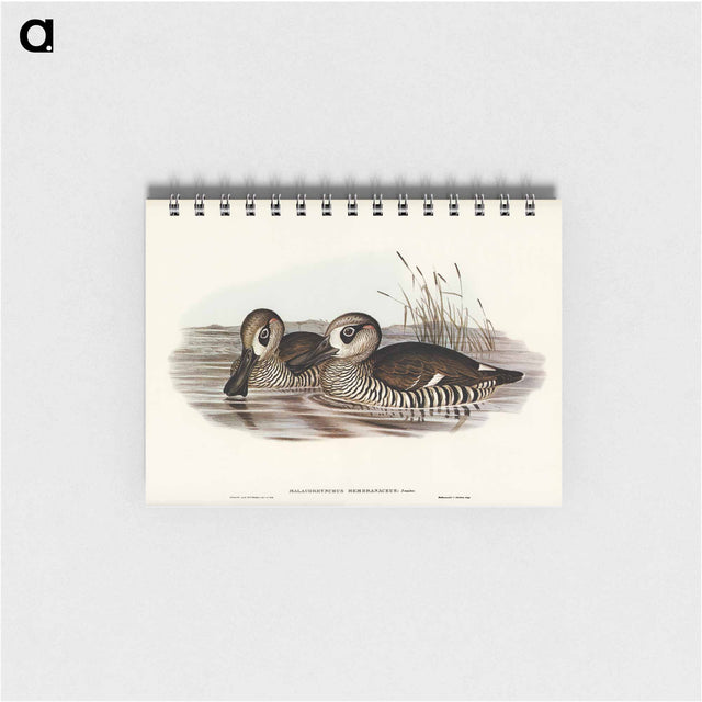 アートメモ帳-Membranaceous Duck
 - オーストラリアの鳥 Memo.