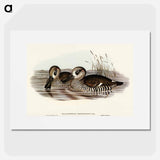 アートポスター-Membranaceous Duck
 - オーストラリアの鳥 Poster.
