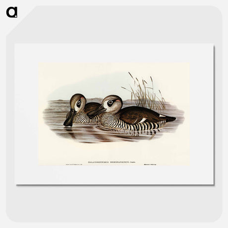 アートポスター-Membranaceous Duck
 - オーストラリアの鳥 Poster.
