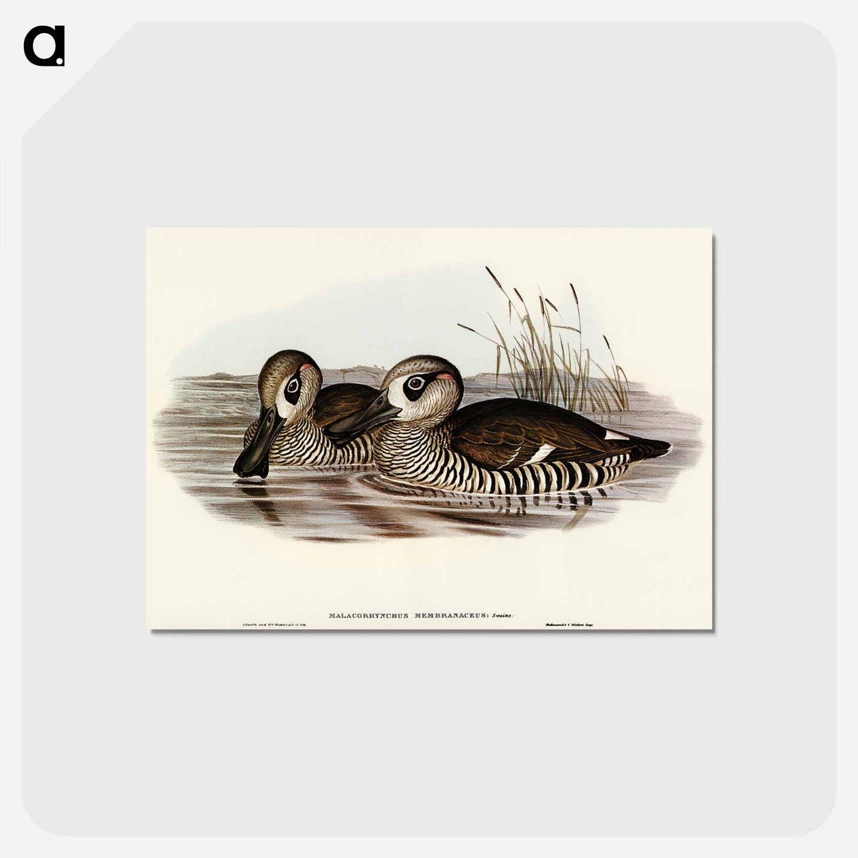 アートポストカード-Membranaceous Duck
 - オーストラリアの鳥 Postcard.