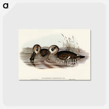 アートポストカード-Membranaceous Duck
 - オーストラリアの鳥 Postcard.
