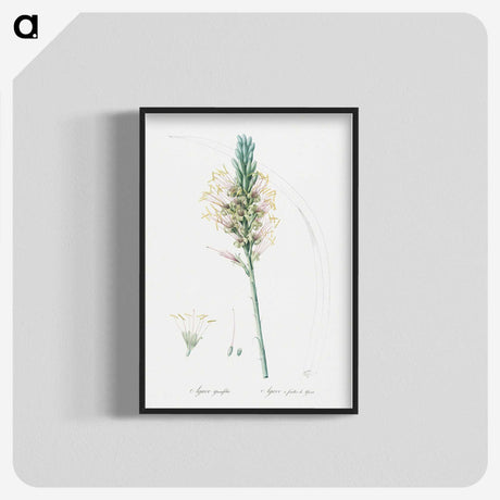 3-7_The-Lilies_blk-crop