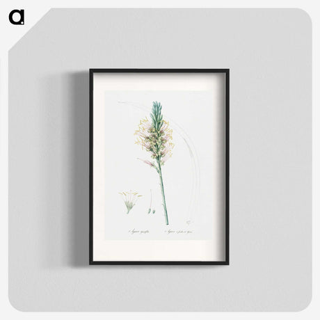 3-7_The-Lilies_blk