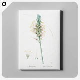 3-7_The-Lilies_canvas