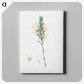 3-7_The-Lilies_canvas