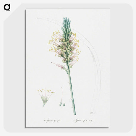 3-7_The-Lilies_picture-crop