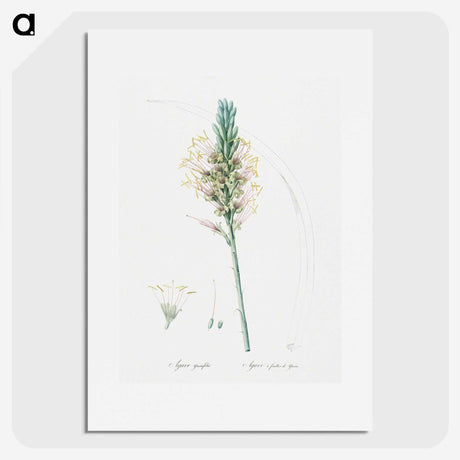 3-7_The-Lilies_picture