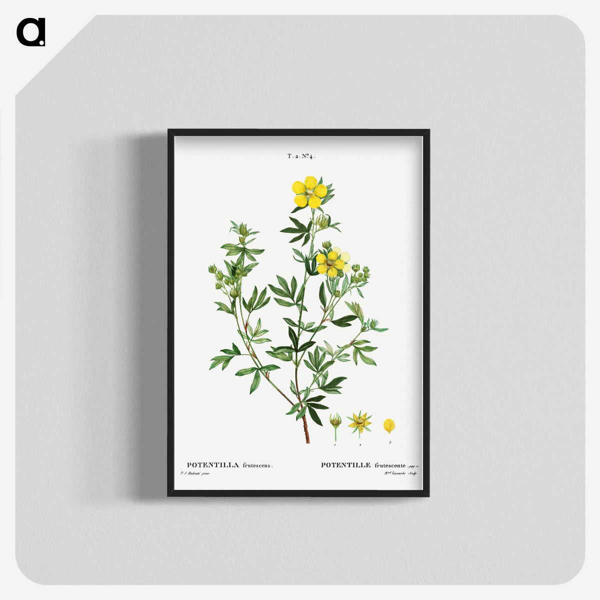 3-7_Treatise-on-Trees-and-Shrubs_blk-crop