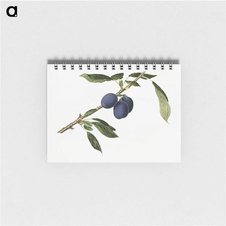 3-7_USDA-Watercolor-Fruit-Painting-Collection_memo