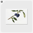 3-7_USDA-Watercolor-Fruit-Painting-Collection_postcard