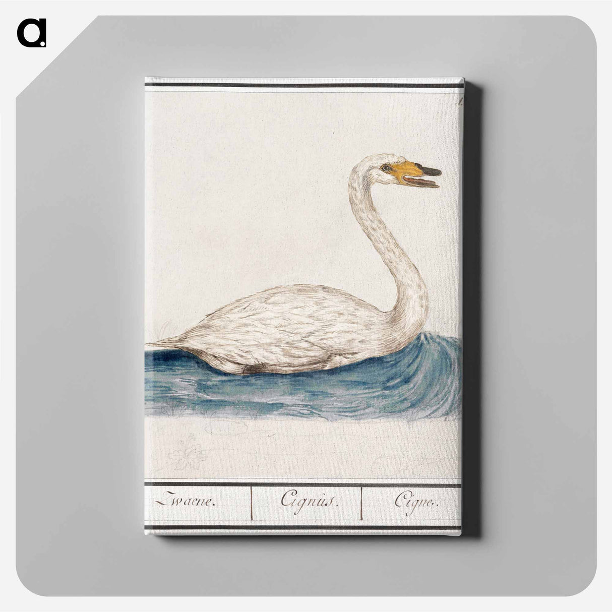The Wild Swan - アンセルムス ボエティウス デ ブート Canvas.