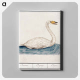 The Wild Swan - アンセルムス ボエティウス デ ブート Canvas.