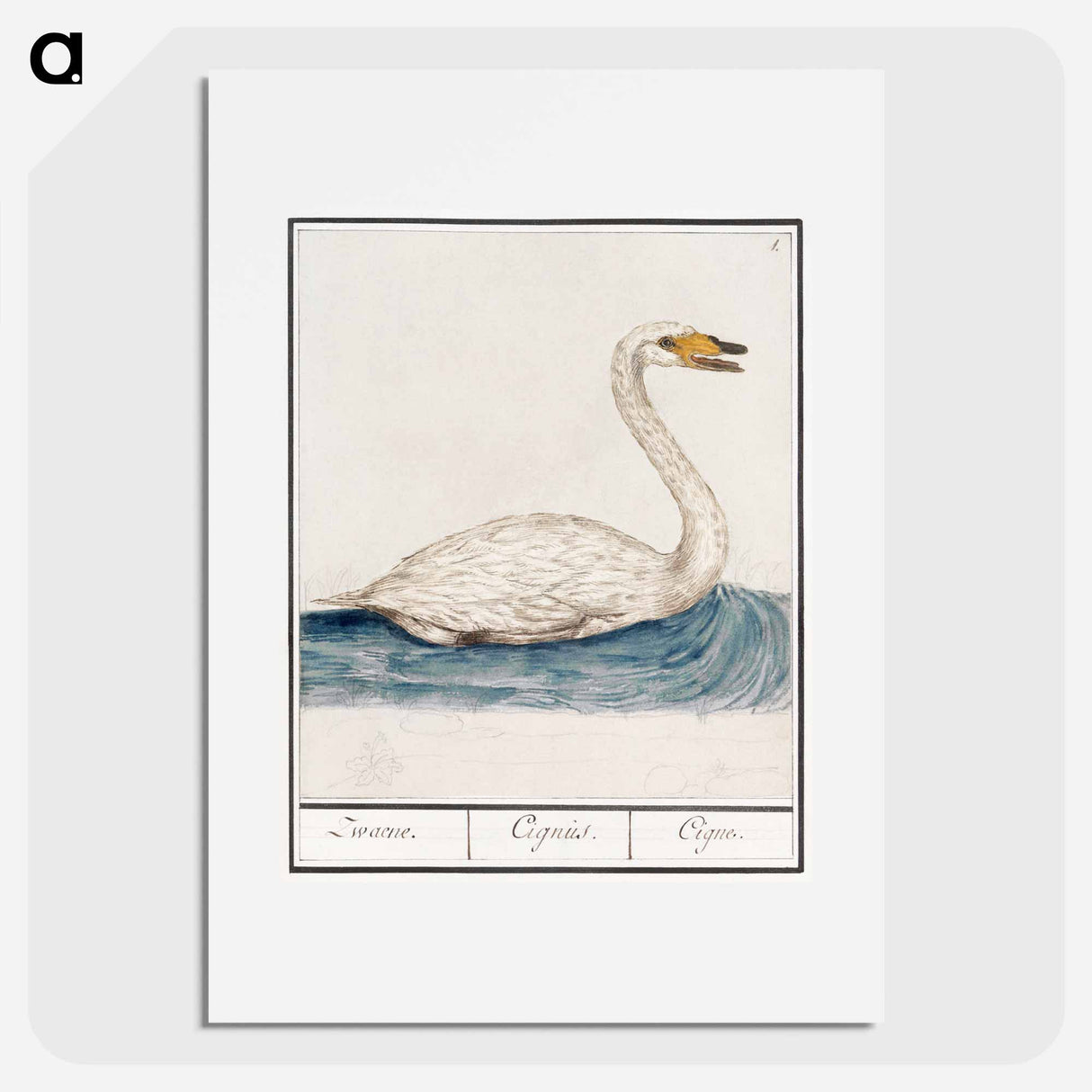 The Wild Swan - アンセルムス ボエティウス デ ブート Poster.