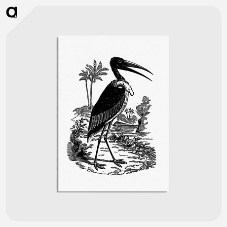アートポストカード-Greater Adjutant
 - 大英図書館 Postcard.