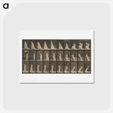 アートポストカード-Animal Locomotion
 - エドワード マイブリッジ Postcard.
