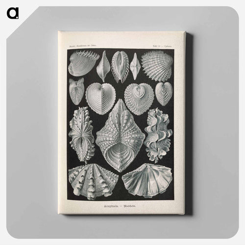 Marine life illustration - エルンスト ヘッケル Canvas.