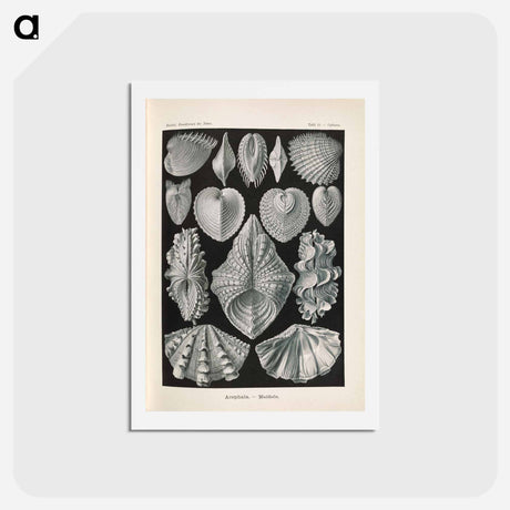 アートポストカード-Marine life illustration - エルンスト ヘッケル Postcard.