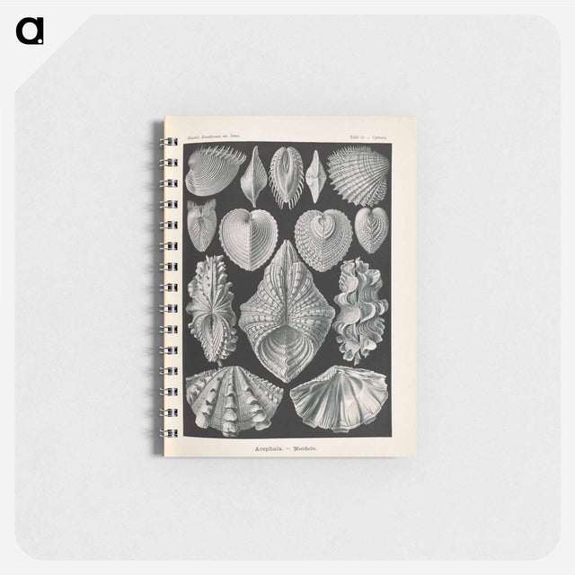 アートメモ帳-Marine life illustration - エルンスト ヘッケル Memo.