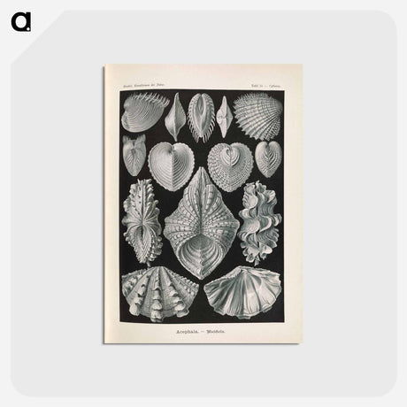 アートポストカード-Marine life illustration - エルンスト ヘッケル Postcard.