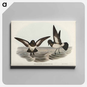 アートパネル-White-bellied Storm Petrel
 - ジョン グールド Canvas.