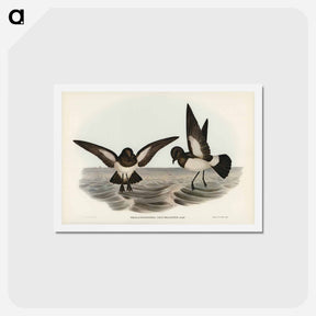 アートポストカード-White-bellied Storm Petrel
 - ジョン グールド Postcard.