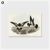 アートポストカード-White-bellied Storm Petrel
 - ジョン グールド Postcard.