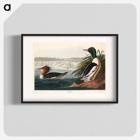 アートポスター-Goosander
 - ジョン ジェームス オーデュボン Poster.