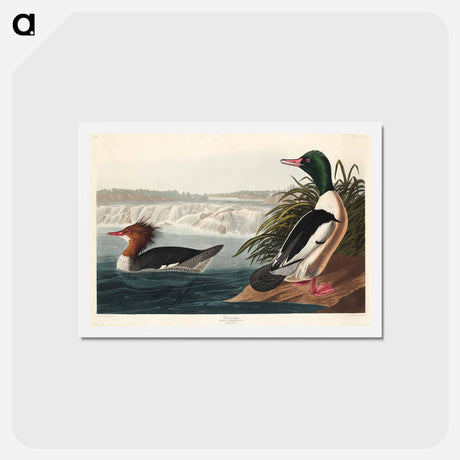 アートポストカード-Goosander
 - ジョン ジェームス オーデュボン Postcard.
