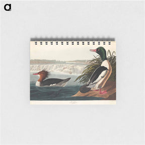 アートメモ帳-Goosander
 - ジョン ジェームス オーデュボン Memo.