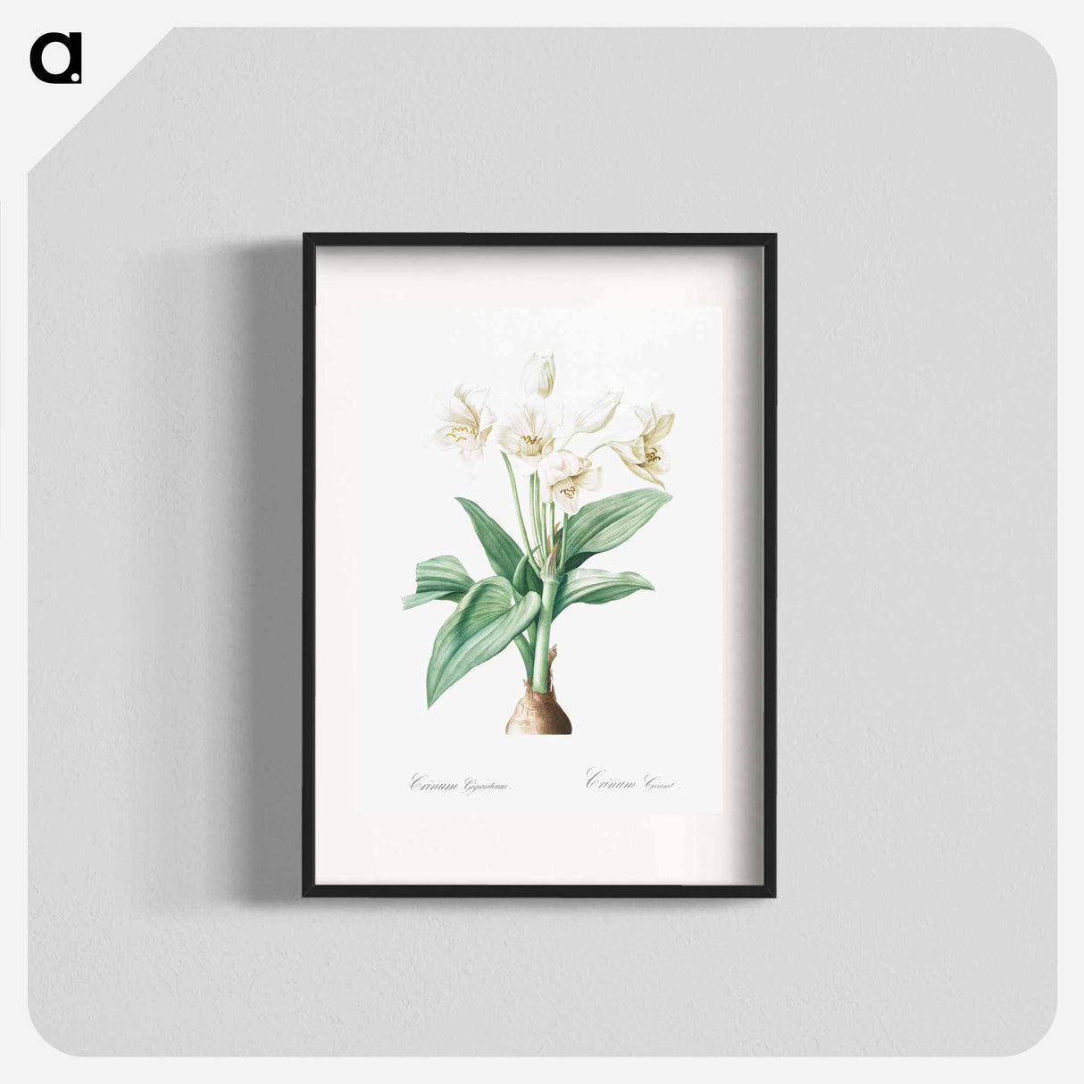 Crinum giganteum illustration - ピエール ジョゼフ ルドゥーテ Poster.