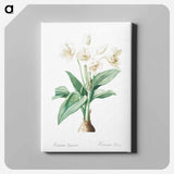 アートパネル-Crinum giganteum illustration - ピエール ジョゼフ ルドゥーテ Canvas.