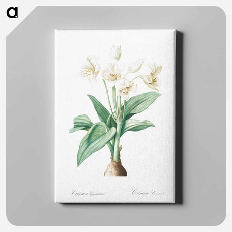 アートパネル-Crinum giganteum illustration - ピエール ジョゼフ ルドゥーテ Canvas.