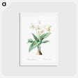 アートポストカード-Crinum giganteum illustration - ピエール ジョゼフ ルドゥーテ Postcard.