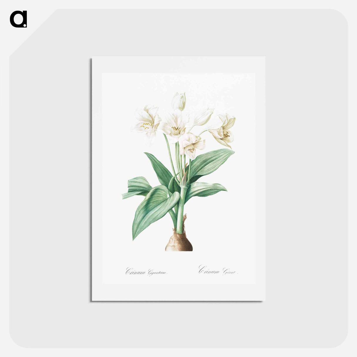 アートポストカード-Crinum giganteum illustration - ピエール ジョゼフ ルドゥーテ Postcard.
