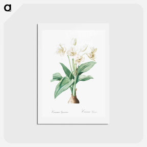 アートポストカード-Crinum giganteum illustration - ピエール ジョゼフ ルドゥーテ Postcard.