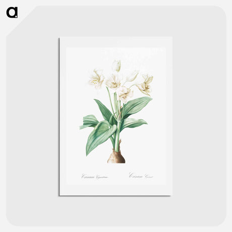 アートポストカード-Crinum giganteum illustration - ピエール ジョゼフ ルドゥーテ Postcard.