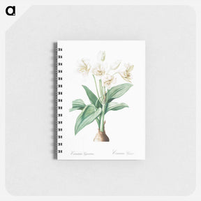 アートメモ帳-Crinum giganteum illustration - ピエール ジョゼフ ルドゥーテ Memo.