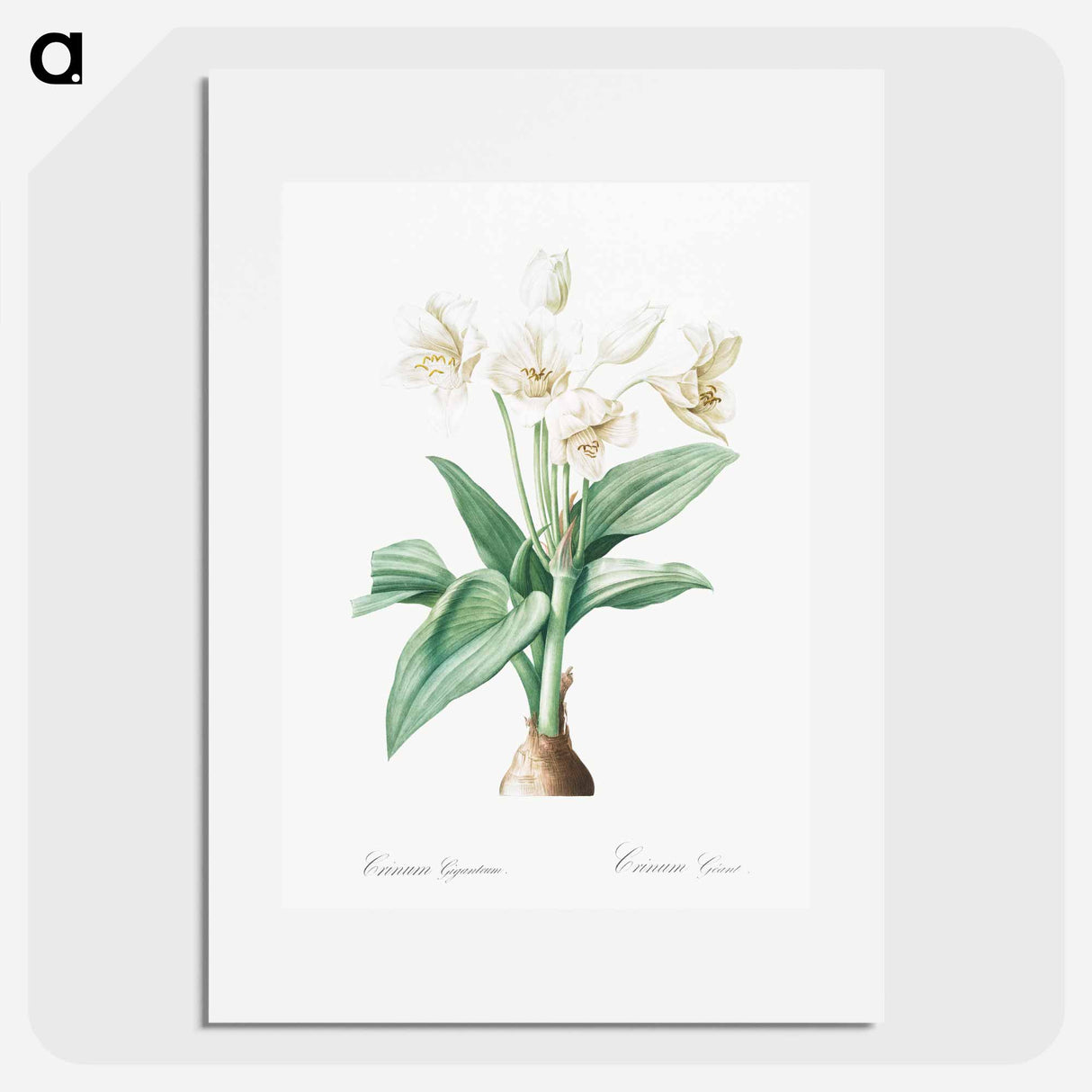 Crinum giganteum illustration - ピエール ジョゼフ ルドゥーテ Poster.