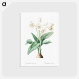 アートポストカード-Crinum giganteum illustration - ピエール ジョゼフ ルドゥーテ Postcard.
