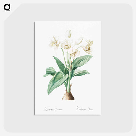 アートポストカード-Crinum giganteum illustration - ピエール ジョゼフ ルドゥーテ Postcard.