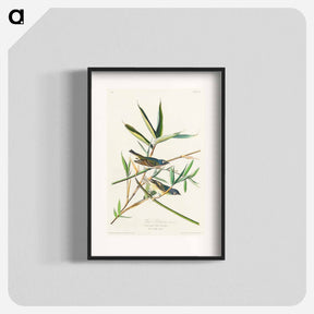 アートポスター-Vireo Solitarius from Birds of America
 - アメリカの鳥たち Poster.