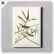アートパネル-Vireo Solitarius from Birds of America
 - アメリカの鳥たち Canvas.