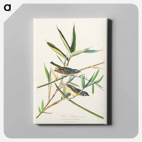 アートパネル-Vireo Solitarius from Birds of America
 - アメリカの鳥たち Canvas.