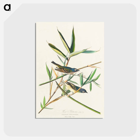 アートポストカード-Vireo Solitarius from Birds of America
 - アメリカの鳥たち Postcard.