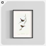 Red-eared Finch
 - オーストラリアの鳥 Poster.