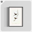 アートポスター-Red-eared Finch
 - オーストラリアの鳥 Poster.